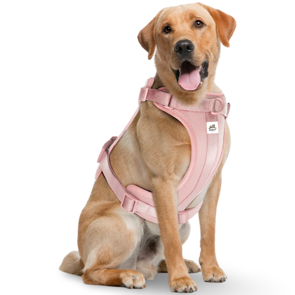 B|H Adventure Collection - Pink.
