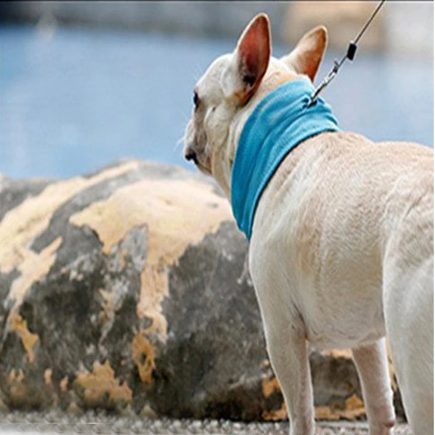 Chill Pup Breathable Cooling Collar.