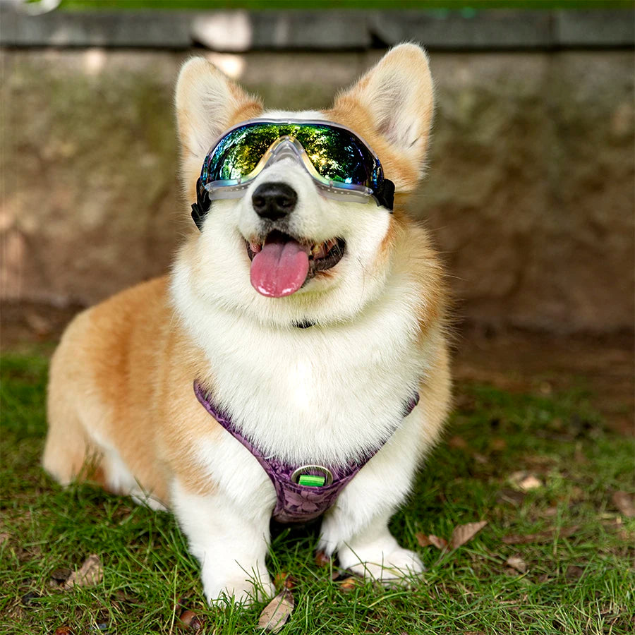 PoochShades Sunglasses.