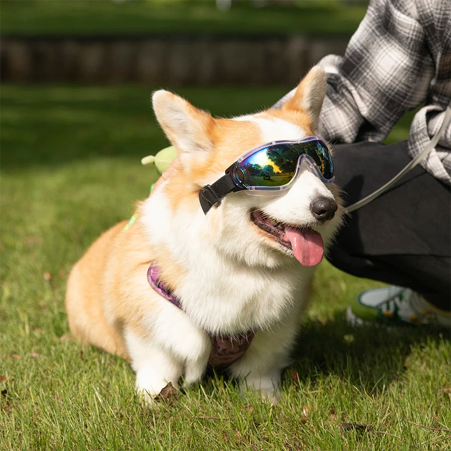 PoochShades Sunglasses.